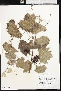 Vitis acerifolia image