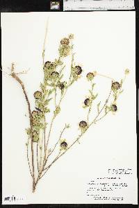 Gaillardia aestivalis image