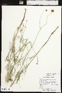 Thelesperma megapotamicum image