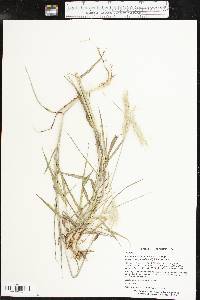 Bothriochloa laguroides subsp. torreyana image