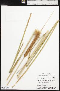 Typha domingensis image