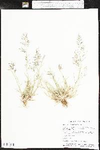 Eragrostis barrelieri image