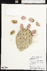 Opuntia phaeacantha image