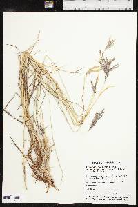 Bothriochloa ischaemum image