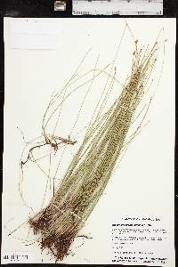 Eleocharis montevidensis image