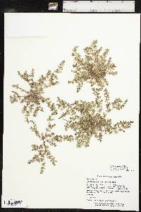 Euphorbia prostrata image