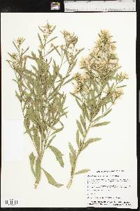 Baccharis salicina image