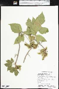 Toxicodendron radicans subsp. negundo image