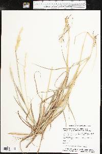 Bothriochloa laguroides subsp. torreyana image