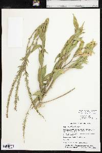 Oenothera curtiflora image