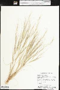 Aristida oligantha image