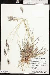 Bothriochloa ischaemum image