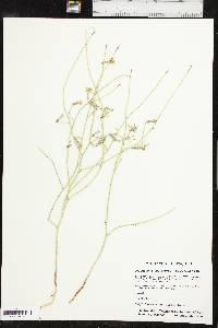 Lygodesmia juncea image