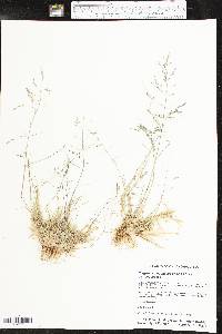 Eragrostis pectinacea var. pectinacea image