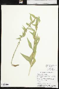 Oenothera curtiflora image