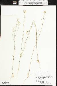 Camelina microcarpa image