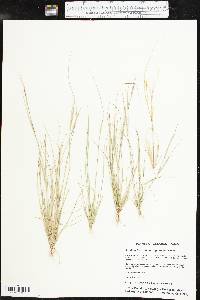 Aristida basiramea image