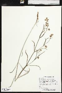 Mirabilis linearis image