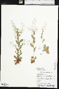 Samolus parviflorus image