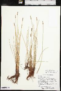 Eleocharis macrostachya image