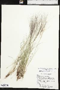 Aristida purpurea var. purpurea image