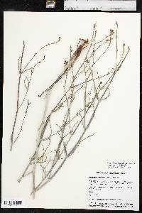 Mirabilis linearis image