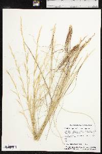 Aristida purpurea var. purpurea image