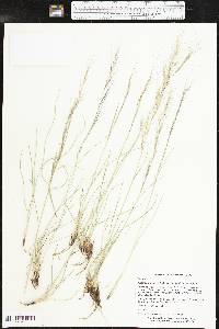 Aristida purpurea var. wrightii image