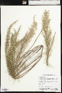 Artemisia filifolia image