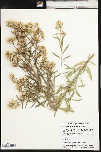 Baccharis salicina image