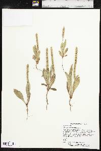 Plantago rhodosperma image