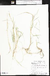 Muhlenbergia racemosa image