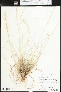 Aristida purpurea var. wrightii image