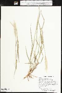 Bothriochloa laguroides image