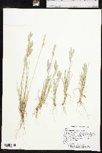 Bromus catharticus var. catharticus image