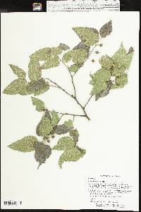 Celtis reticulata image