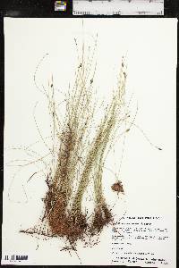 Eleocharis montevidensis image