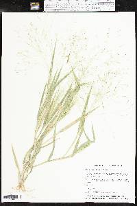 Panicum hillmanii image