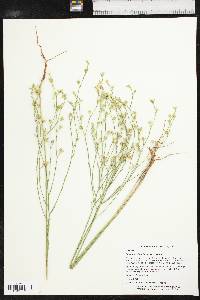 Linum rigidum image