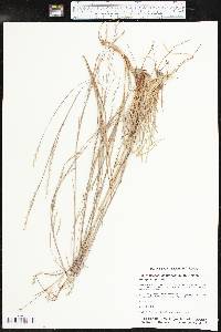 Schizachyrium scoparium subsp. scoparium image