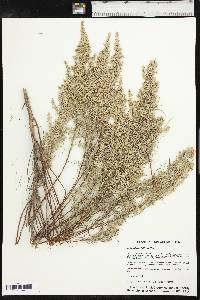 Artemisia filifolia image