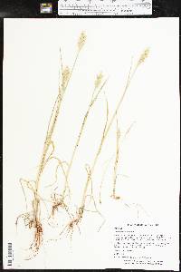 Triticum aestivum image