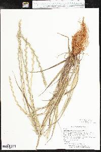 Lolium perenne subsp. perenne image