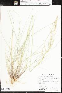 Eragrostis curvula image