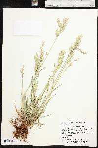 Bromus catharticus var. catharticus image