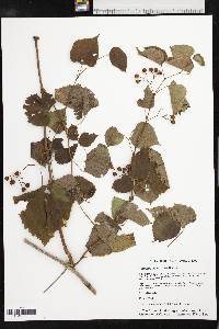 Ampelopsis cordata image