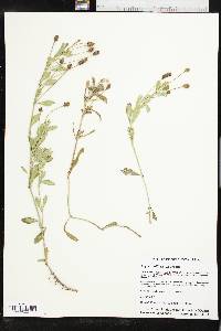 Phyla nodiflora image