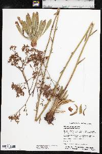 Eriogonum alatum image