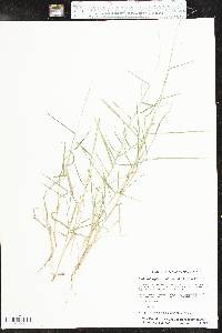 Muhlenbergia racemosa image