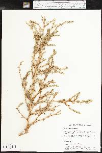 Amaranthus albus image